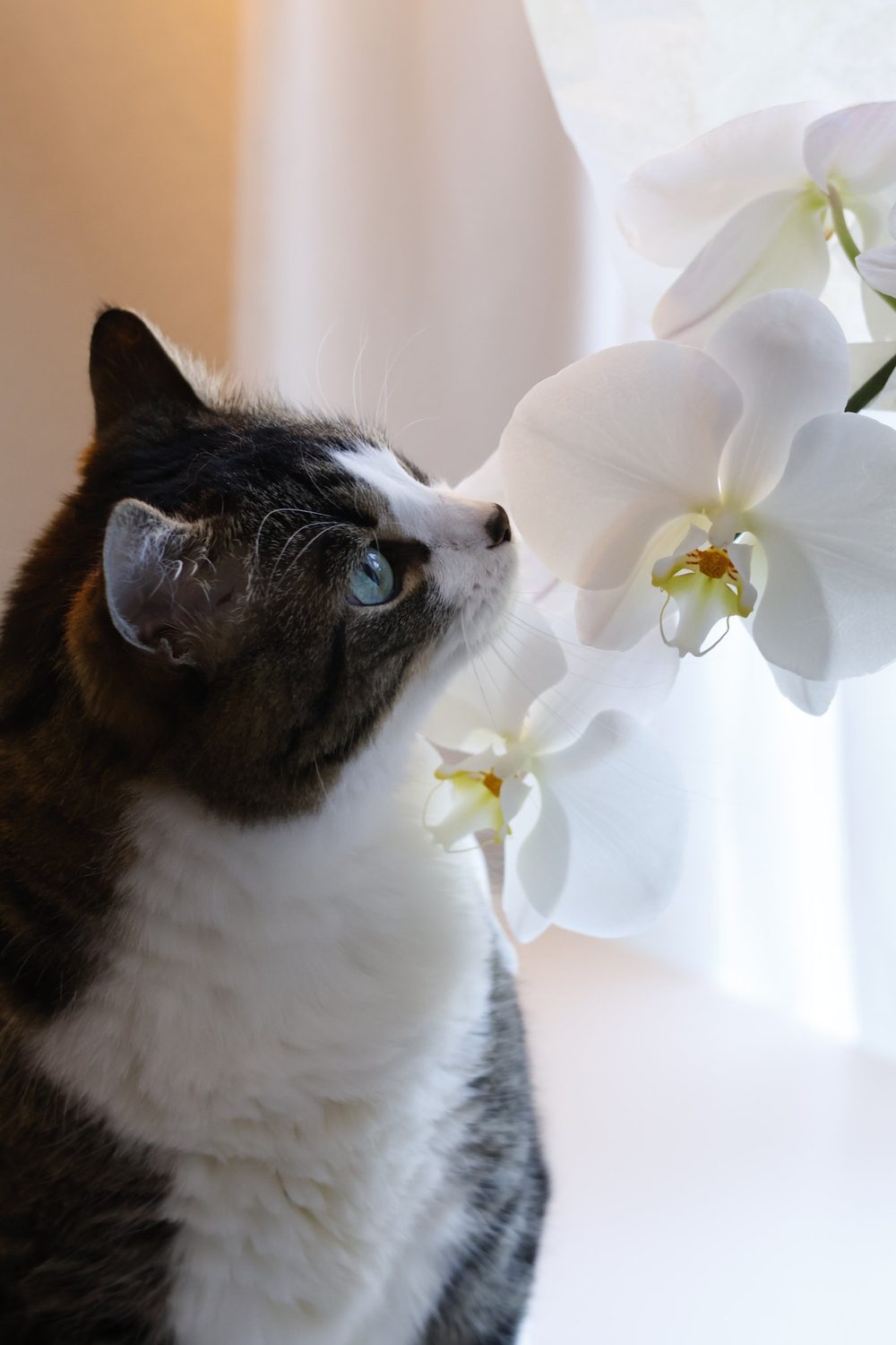 Tabby and white cat sniffing a white orchid in window light
