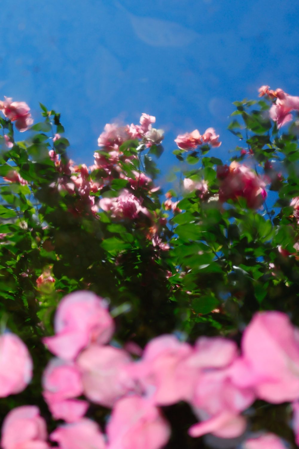 Pink roses against a deep blue sky, shot through a soft foreground blur